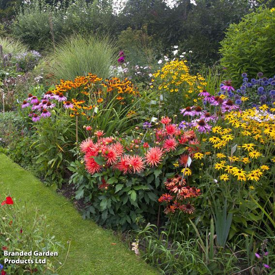 Nurserymans Choice Perennial Cottage Garden Collection