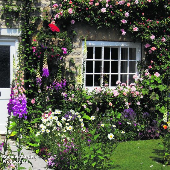 Nurserymans Choice Perennial Cottage Garden Collection