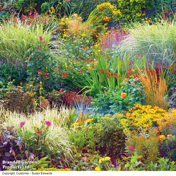 Nurserymans Choice Perennial Cottage Garden Collection