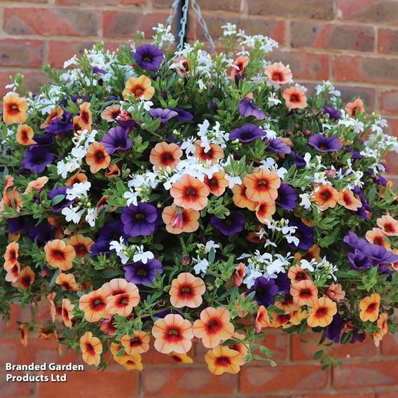 Fruit Salad Pre-Planted Basket