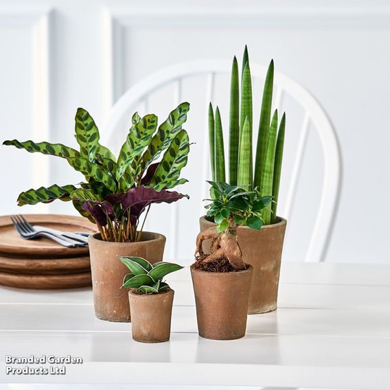 Nurseryman’s Choice House Plant Mix
