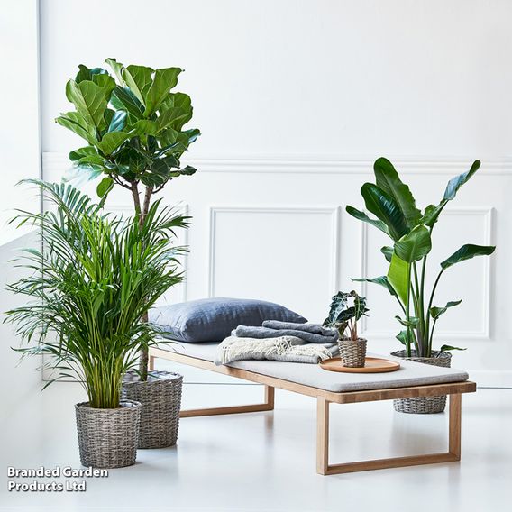 Nurseryman’s Choice House Plant Mix