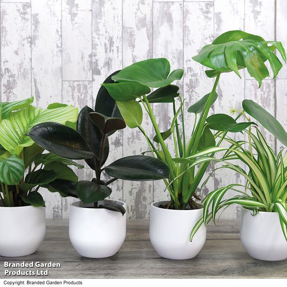 Nurseryman’s Choice House Plant Mix
