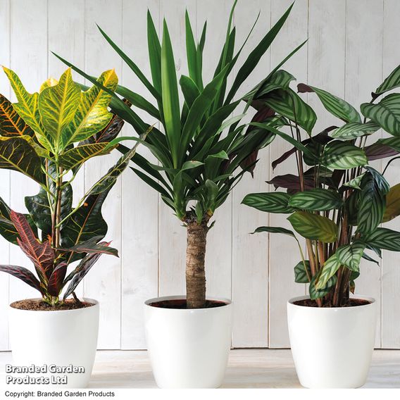 Nurseryman’s Choice House Plant Mix