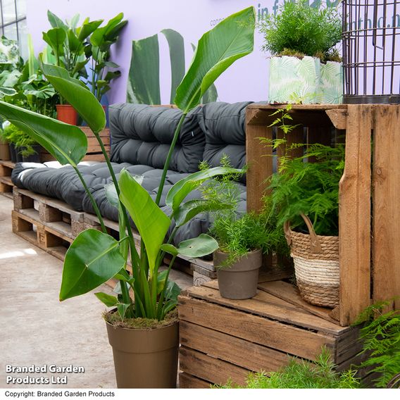 Nurseryman’s Choice House Plant Mix