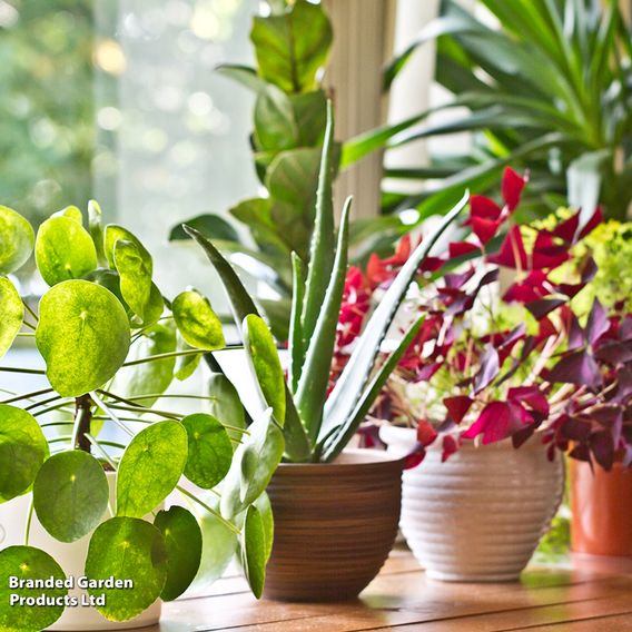 Nurseryman’s Choice House Plant Mix