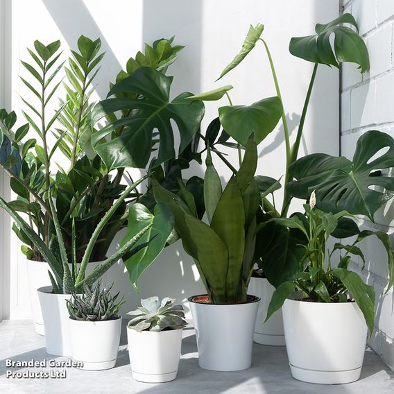 Nurseryman’s Choice House Plant Mix