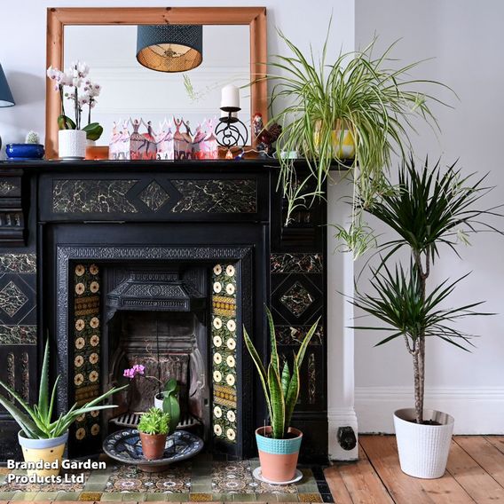 Nurseryman’s Choice House Plant Mix