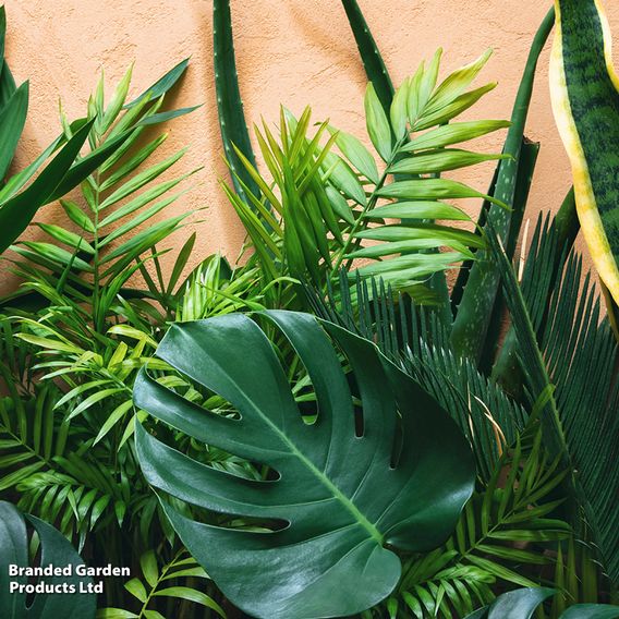 Nurseryman’s Choice House Plant Mix