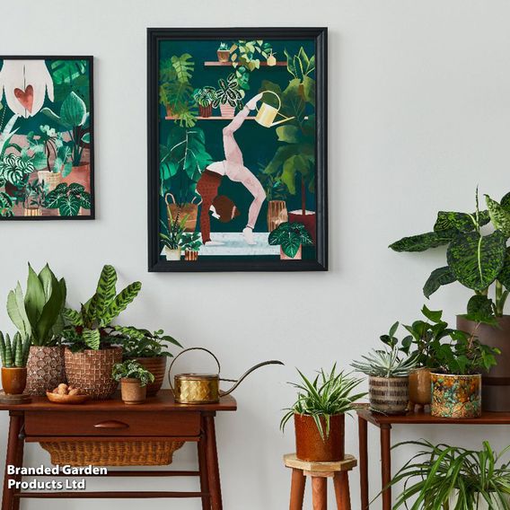 Nurseryman’s Choice House Plant Mix