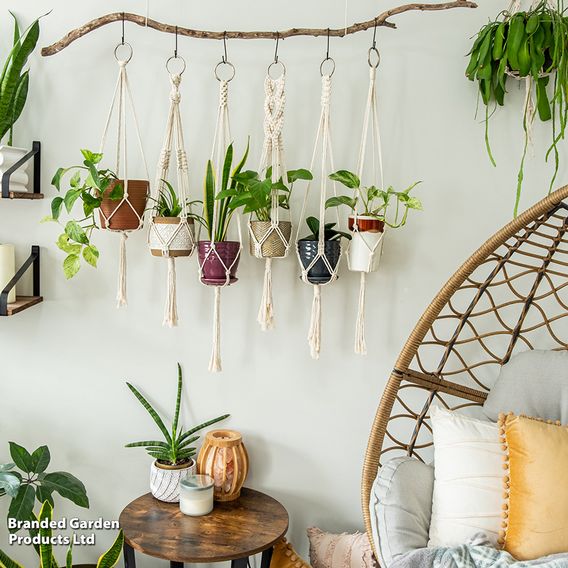 Nurseryman’s Choice House Plant Mix