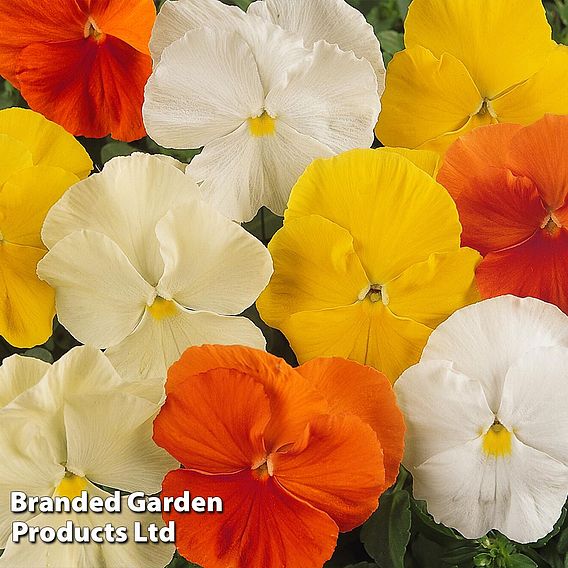 Pansy Matrix™ 'Daffodil Mixed'