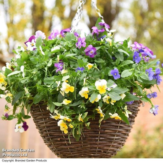 Pansy 'Universal' Mix F1