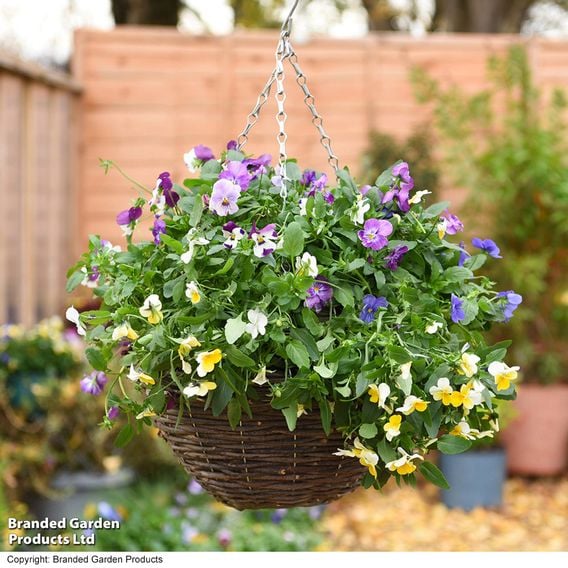 Pansy 'Universal' Mix F1