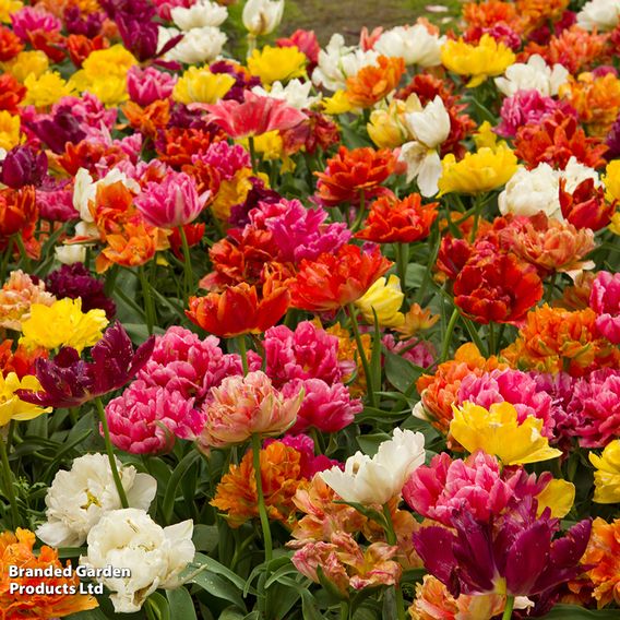 Tulip Double Flowering Mixed Bouquet