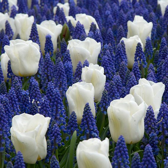 Tulip 'White' and Muscari 'Blue' Mix