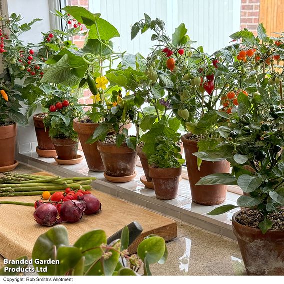Nurseryman's Choice Vegetables for Small Spaces