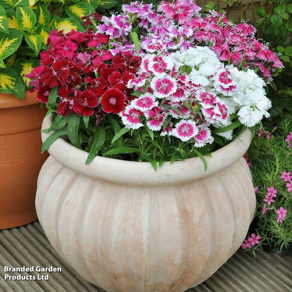 Dianthus 'Festival Mixed'