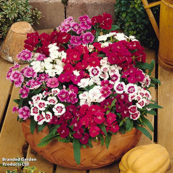 Dianthus 'Festival Mixed'