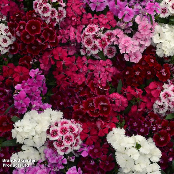 Dianthus 'Festival Mixed'