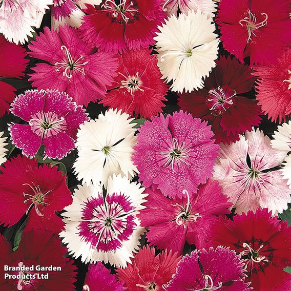 Dianthus 'Festival Mixed'