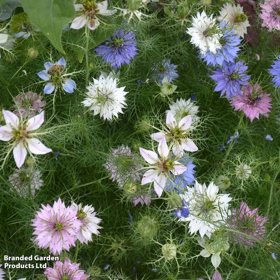 Love-in-a-Mist 'Persian Jewels Mix' - Seeds