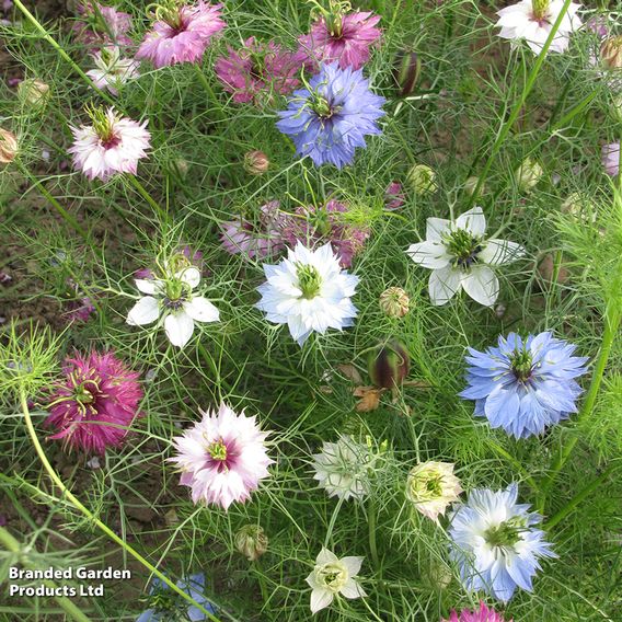 Love-in-a-Mist 'Persian Jewels Mix' - Seeds