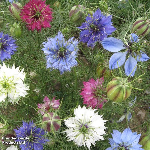 Love-in-a-Mist 'Persian Jewels Mix' - Seeds