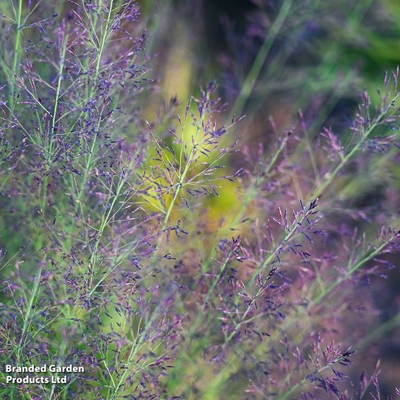 Molinia caerulea 'Banshee'