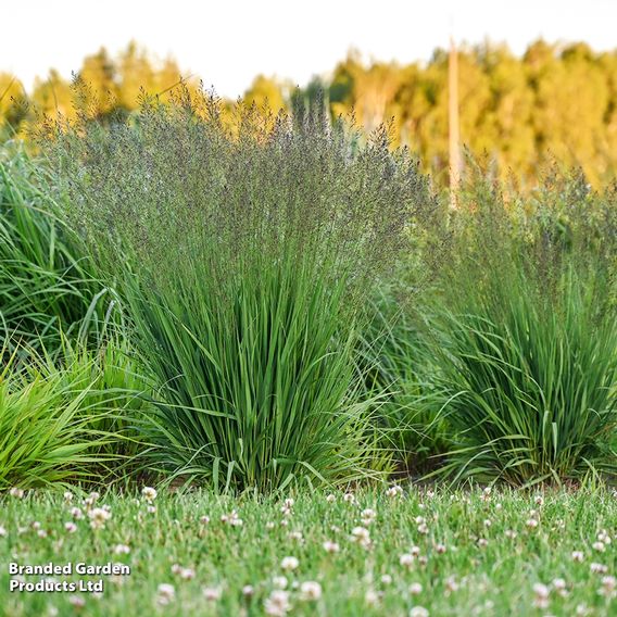 Molinia caerulea 'Banshee'