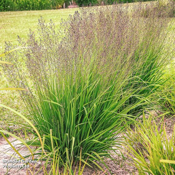 Molinia caerulea 'Banshee'