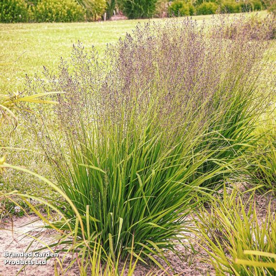 Molinia caerulea 'Banshee'