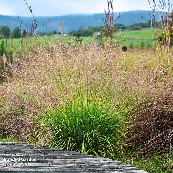 Molinia caerulea 'Banshee'