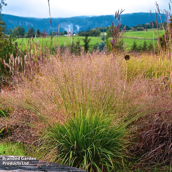 Molinia caerulea 'Banshee'