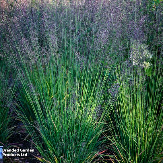 Molinia caerulea 'Banshee'