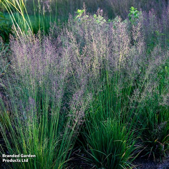 Molinia caerulea 'Banshee'