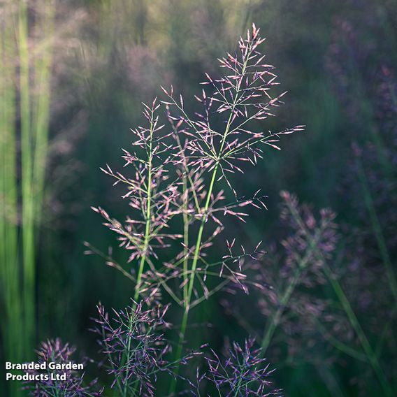 Molinia caerulea 'Banshee'