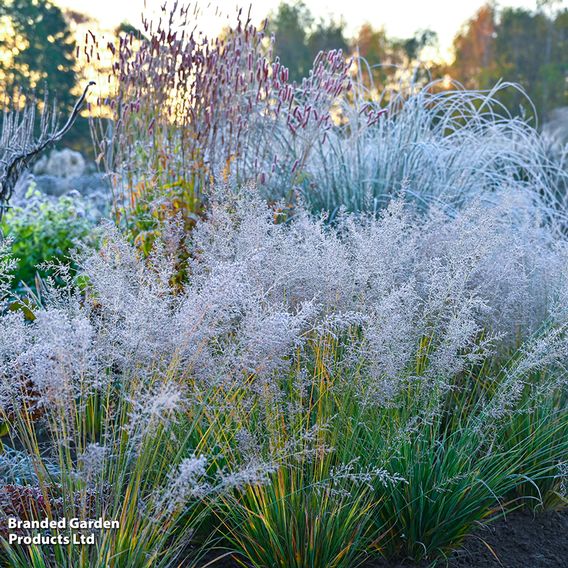Molinia caerulea 'Banshee'