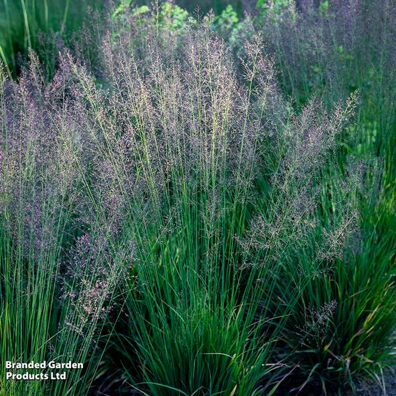 Molinia caerulea 'Banshee'