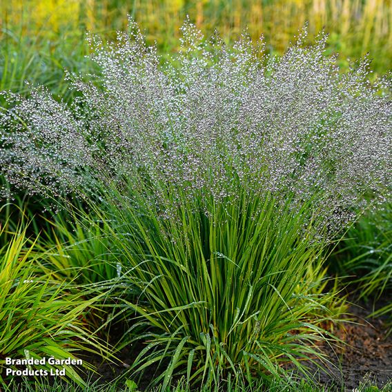 Molinia caerulea 'Banshee'