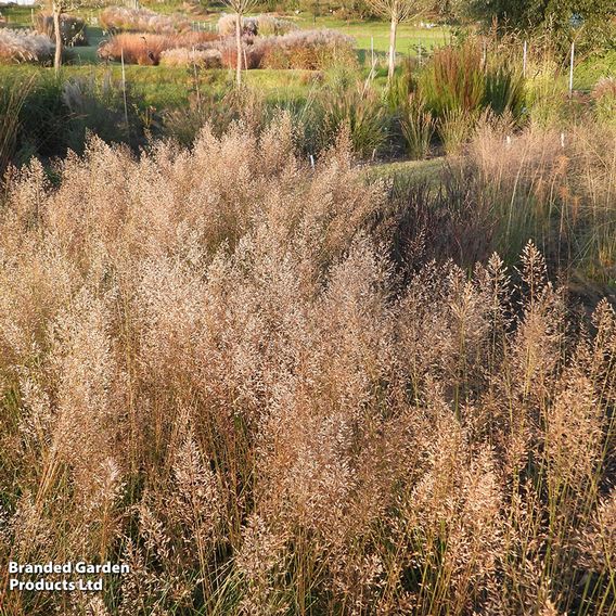 Molinia caerulea 'Banshee'