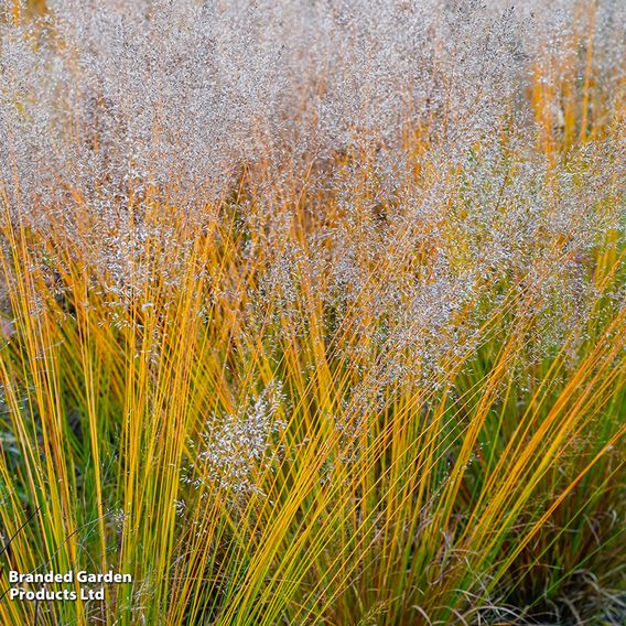 Molinia caerulea 'Banshee'