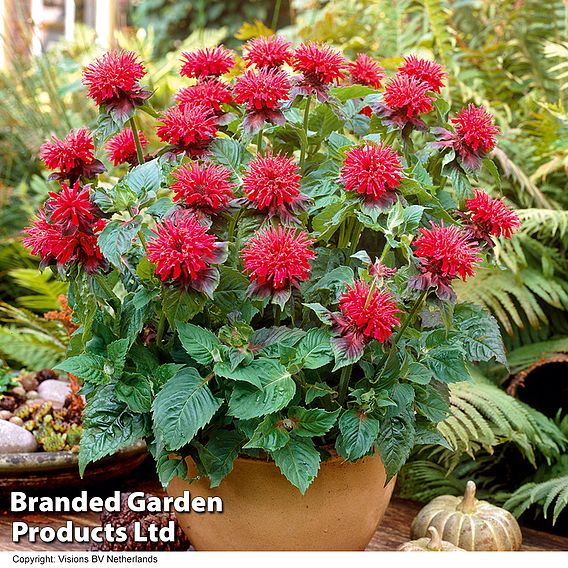 Monarda 'Fireball'