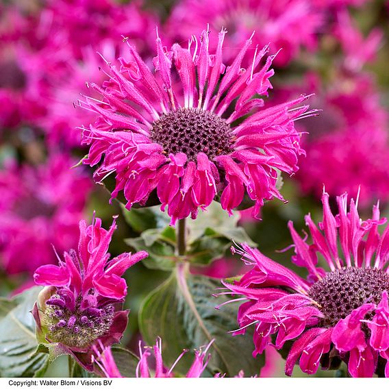 Monarda 'Elegant Purple'