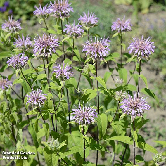 Monarda 'Elsies Lavender'