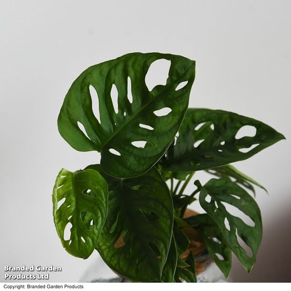 Monstera adansonii in Glass with Light Up Base