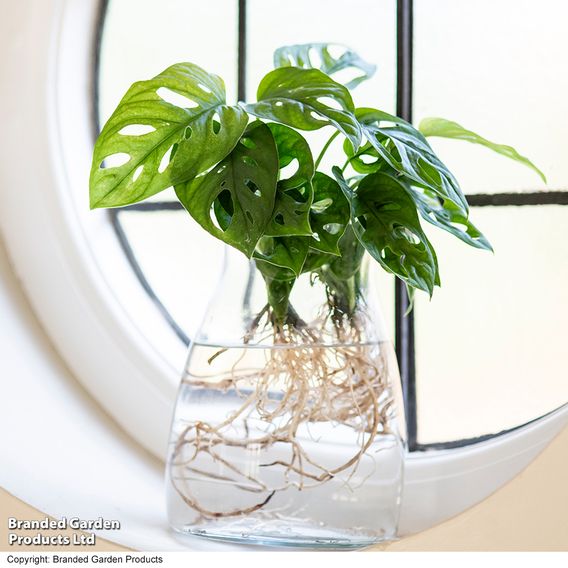 Monstera adansonii in kingston vase