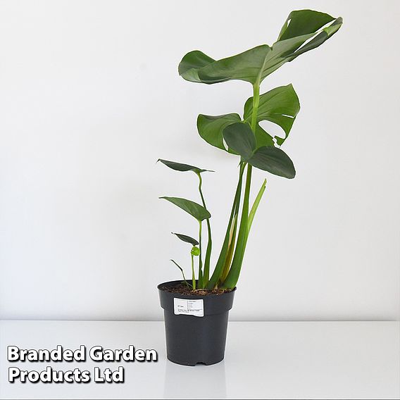 Monstera deliciosa