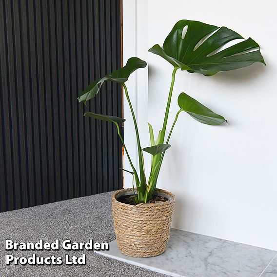 Monstera deliciosa