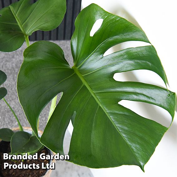 Monstera deliciosa
